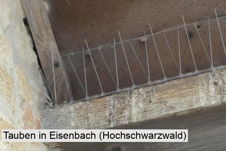 Tauben in Eisenbach (Hochschwarzwald)